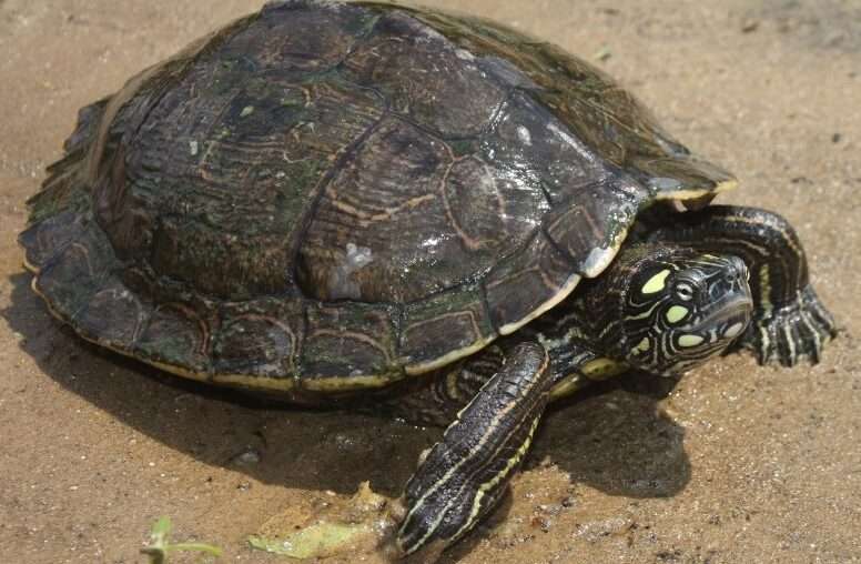 Ouachita Map-Turtle