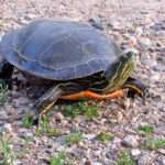 Painted_Turtle