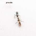 Paratrechina ant