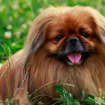 Pekingese