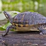 Peninsula-cooters turtle