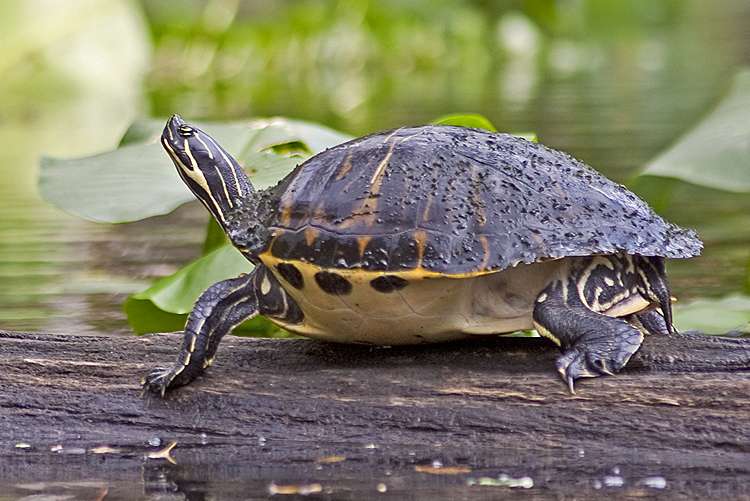 Peninsula-cooters turtle