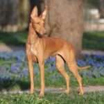 Pharaoh-Hound dog