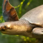Pig-Nosed turtle