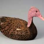Pink-Headed Duck