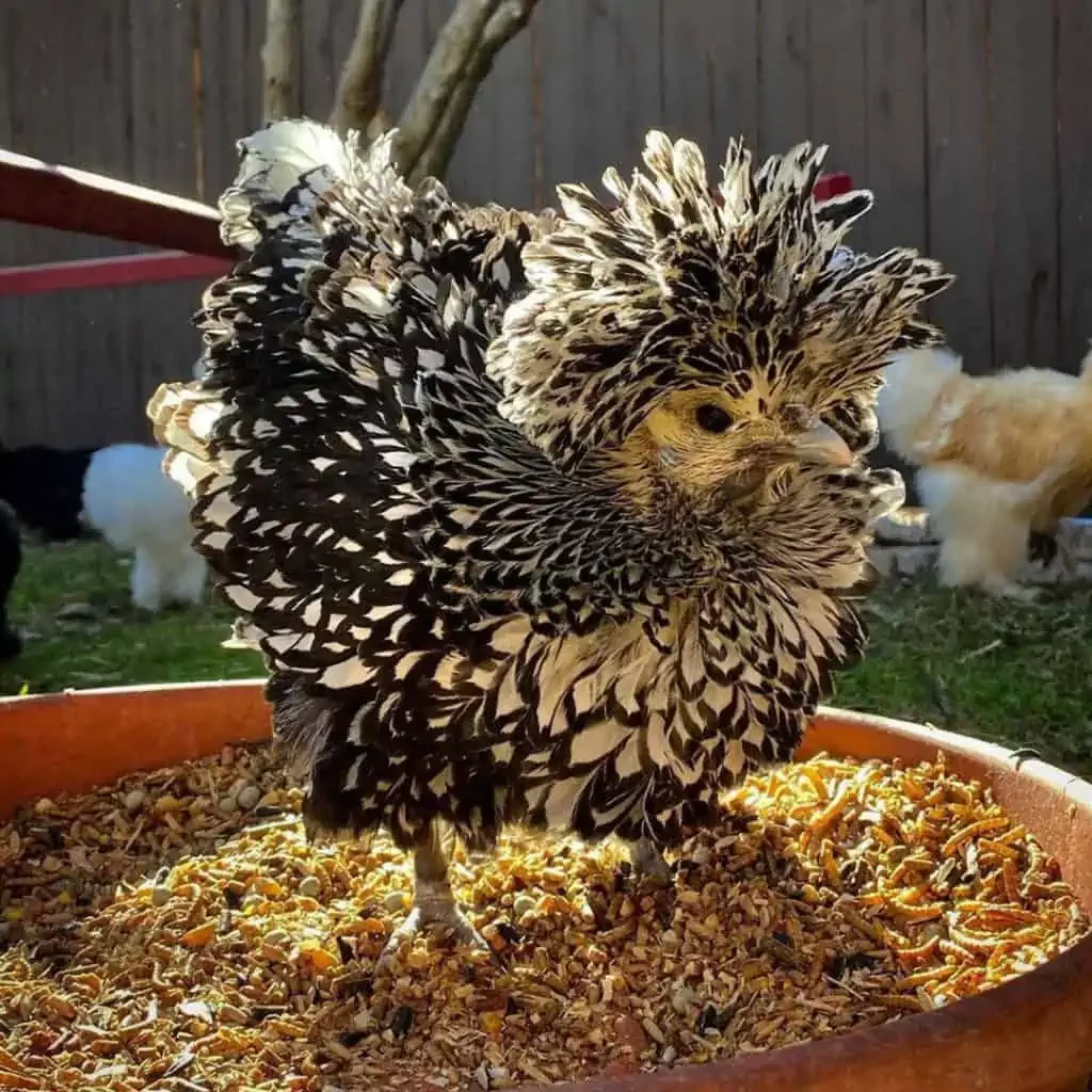 Polish-Chicken-Breed