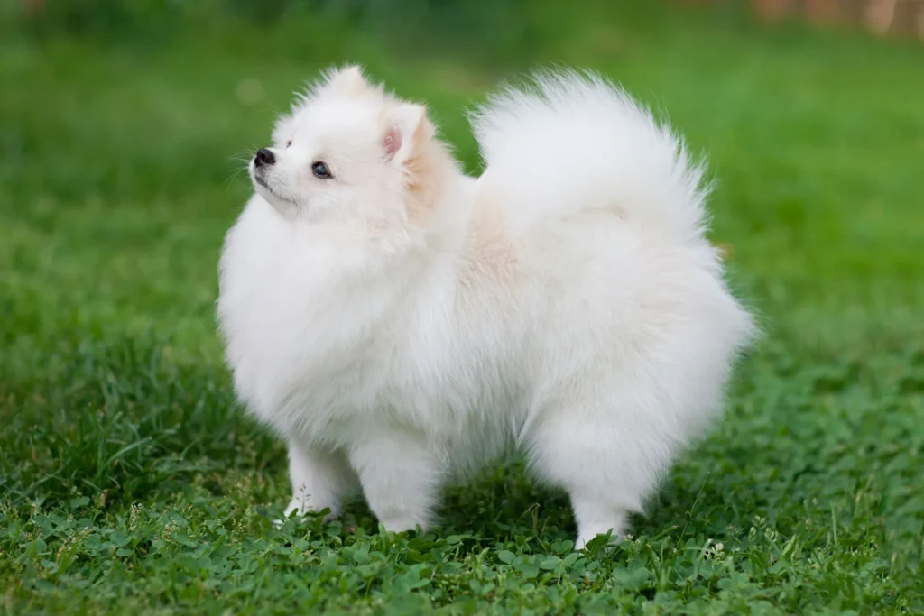 Pomeranian-dog