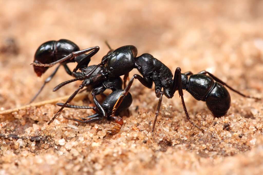 Ponerinae-ants