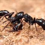 Ponerinae-ants