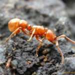 Proceratium-ant