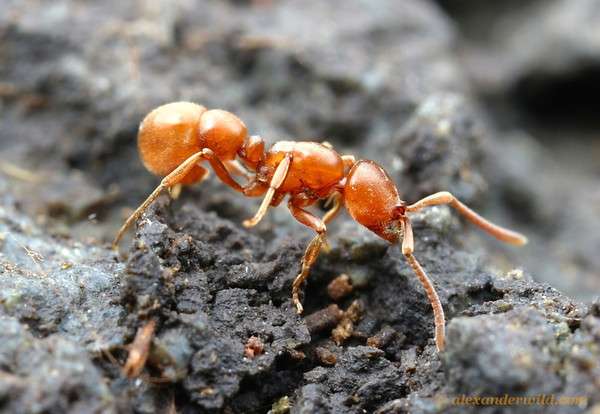 Proceratium-ant