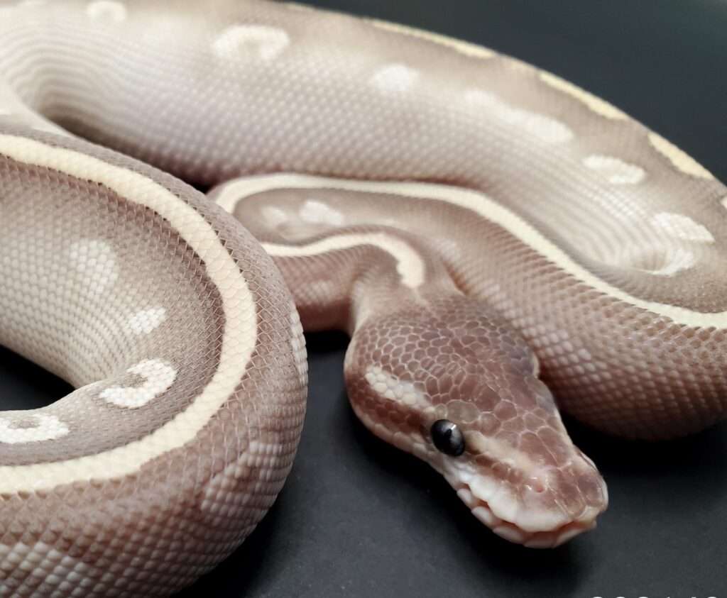 Purple Passion-Ball python
