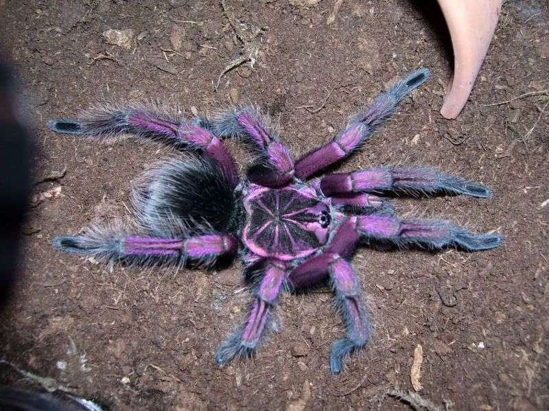 Purple-Tarantula