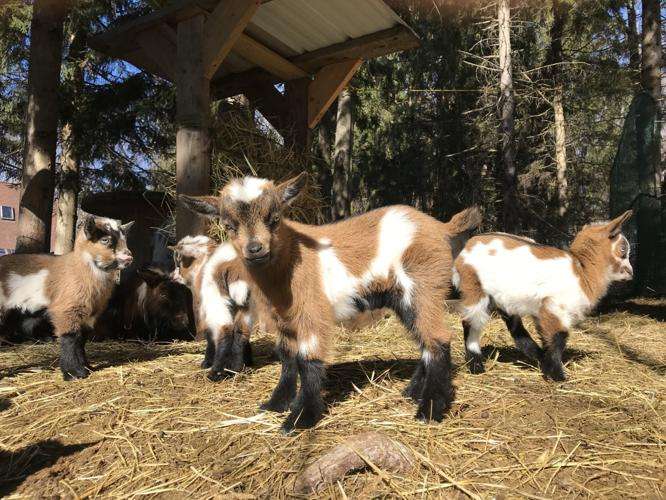 Pygmy Goats.