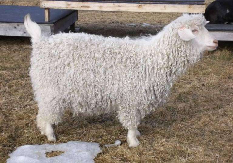 Pygora-Goat
