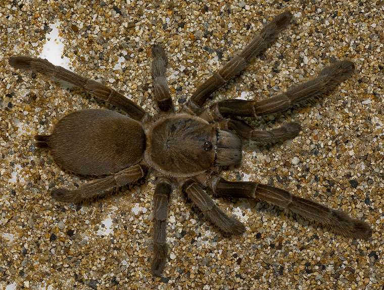 Queensland Whistling Tarantula