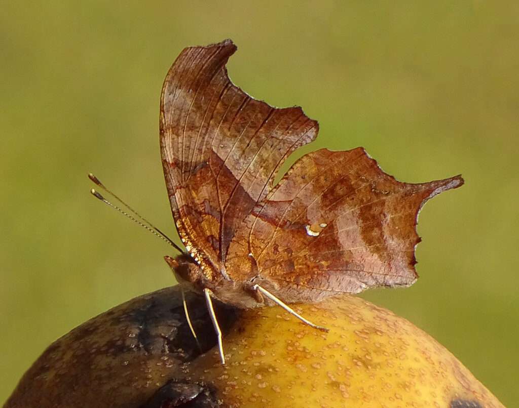 Question Mark Butterfly