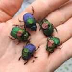 Rainbow Scarab