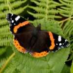 Red-Admiral Butterfly