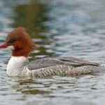 Red-Breasted-Merganser Duck