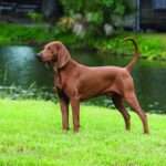 Redbone coonhound