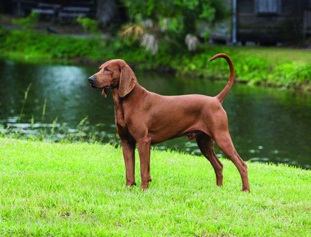 Redbone coonhound