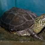 Reeves Turtle