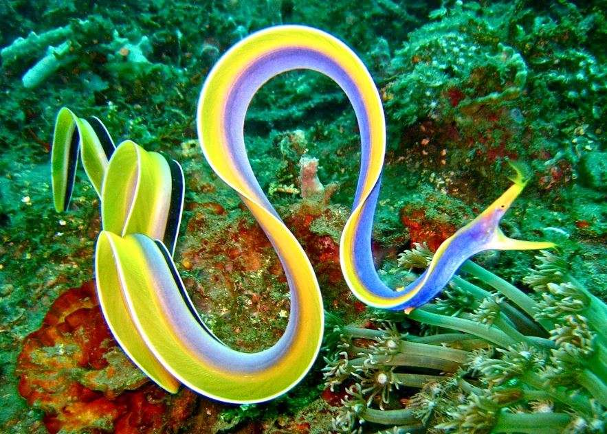 Ribbon-Eel