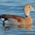 Ringed Teal Duck