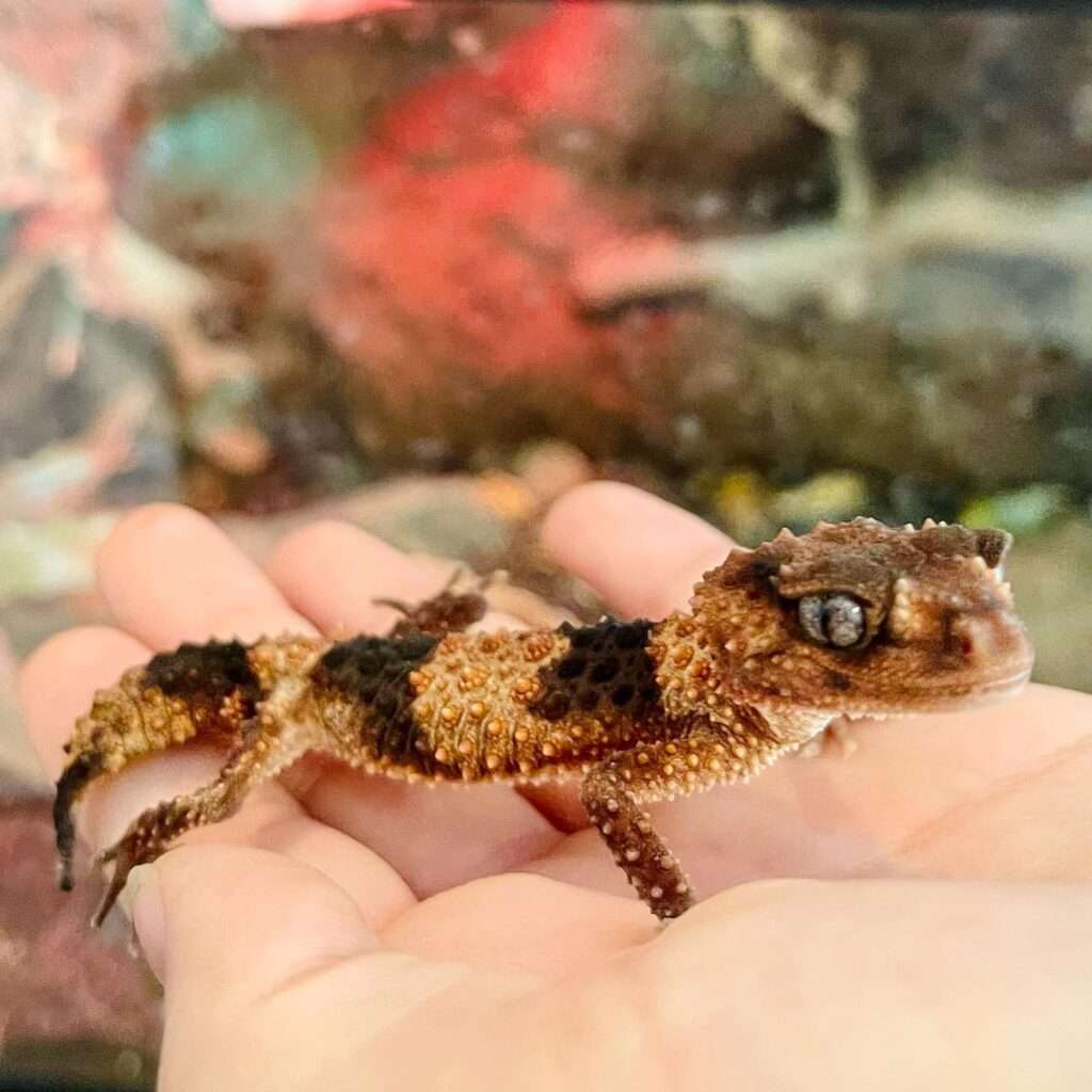 Rough banded Knob-tailed Gecko