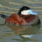 Ruddy Duck