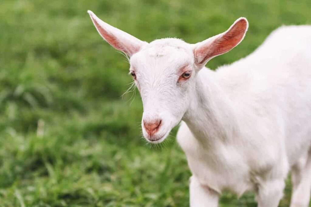 Saanen-Goat-Breed