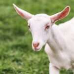 Saanen-Goat-Breed