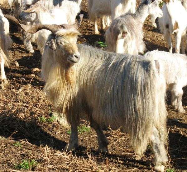 Sarda Goat