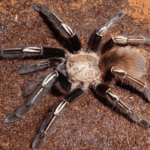 Skeleton-tarantula