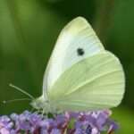 Small White Butterfly