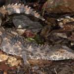 Smooth Fronted Caimans