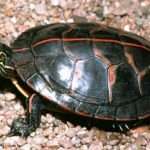 Southern_painted turtle