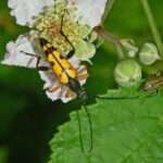 Spotted Longhorn beetle