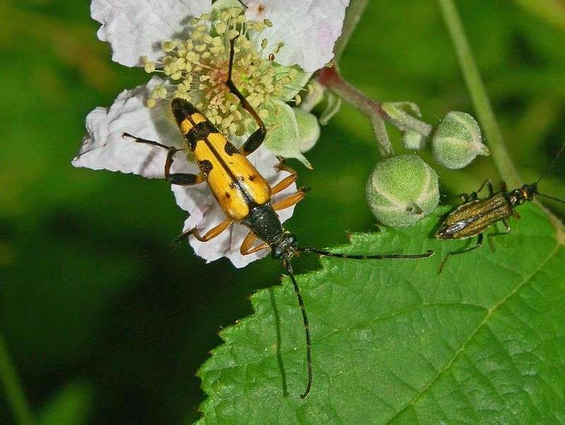 Spotted Longhorn beetle