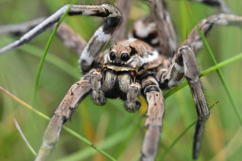 Tarantula-Wolf Spider