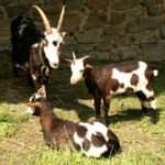 Tauernsheck-Goat