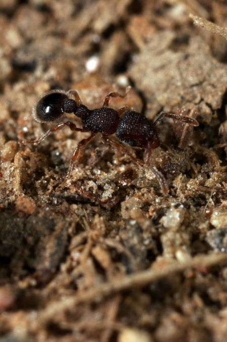 Tetramorium- ant