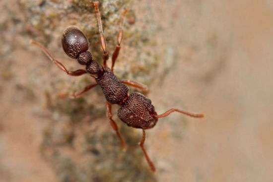 Tetramorium