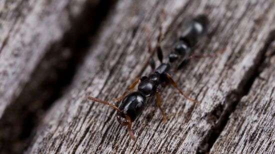Tetraponera-ant