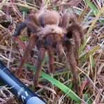 Texas-Tan Tarantula