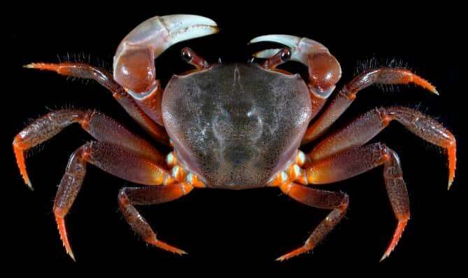 Thai Devil-Crab