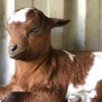 The Australian Miniature Goat Breed