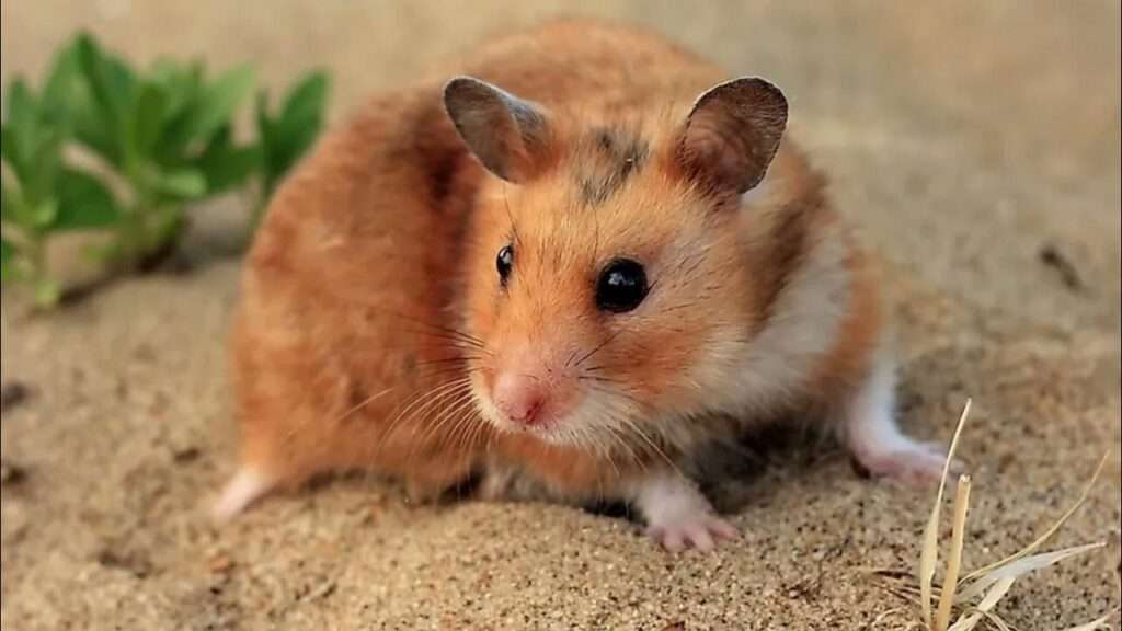 The Syrian Hamster
