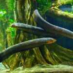 Three-Electric-Eels